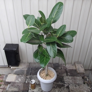 現物出品【フィカス・ベンガレンシス＊Ficus benghalensis】７号　