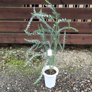 現物出品【サンカクバアカシア 110ｃｍ＊Acacia cultriformis】７号