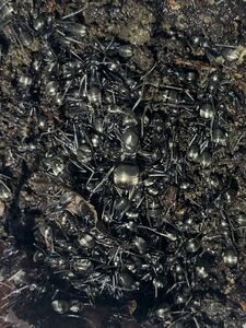 女王1匹＋働き蟻150匹　コロニー　クロヤマアリ