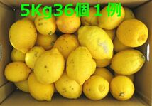 訳ありセール品 湯河原 国産レモン 約4.5kg 防腐剤不使用 ノーワックス 農家直送 指定地域送料無料 れもん 檸檬4_画像5