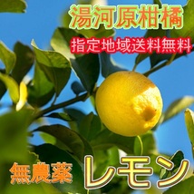 訳ありセール品 湯河原 国産レモン 約9kg 防腐剤不使用 ノーワックス 農家直送 指定地域送料無料 れもん 檸檬9_画像1