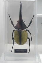 ディアゴスティーニ　世界の昆虫　ヘラクレスオオカブト他　計5体_画像2