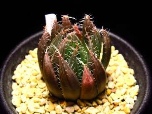 ハオルチア マルビナ IB06960　原種　Haworthia malvina n.n. IB06960 2km N of Cathcart on R30★サボテン/多肉