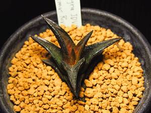 ハオルチア ニグラ JDV92/18　原種　Haworthia nigra JDV92/18 Thomas River★サボテン/多肉