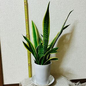 サンスベリア 抜き苗 かわいいA4サイズ程度 1株 観葉植物 a 