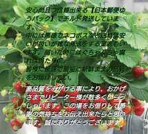 《本日お一人様セール》三冠王No.1佐賀産地　プレミアム～ベリー　最速発送→鮮度にこだわる☆2～4L大玉☆佐賀イチゴ★他にも出品してます_画像4