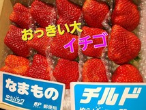 最安値☆地域限定栽培☆3つ星いちご　プレミアム　ベリー★農園最直発送、抜群の鮮度☆大きさ満足!!【約5L】佐賀産地イチゴ☆_画像2