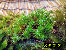 苔テラリウム初めての方へ　最適の苔１５種セット【飛騨苔の家】_画像9