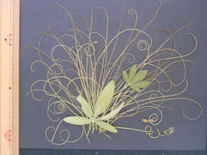 Art hand Auction Clockweed vine beard ⑤ [Free shipping◆Immediate purchase◆Pressed flower material], hand craft, handicraft, art flower, pressed flowers, pressed flowers