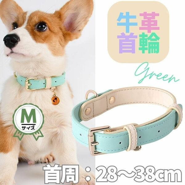 革☆首輪☆単品★グリーン★Mサイズ★パステル・バイカラー★牛革☆小型犬