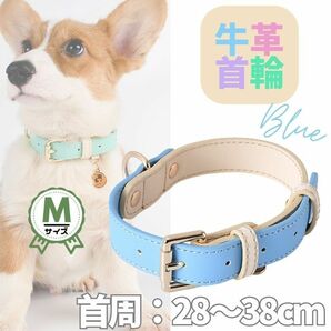 革☆首輪☆単品★ブルー★Mサイズ★パステル・バイカラー★牛革☆小型犬