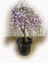 藤苗 ポット苗 開花は四月中頃 薄紫の藤の花と 香りが楽しめます フジ_画像1