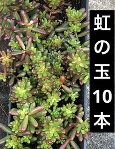 虹の玉　10本　カット苗　多肉植物