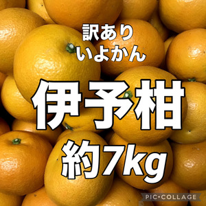 ③いよかん　訳あり　伊予柑　みかん　家庭用約7kg 地域限定配送