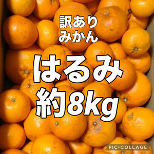 01☆訳あり　はるみ　約8kg　愛媛県産　商品説明お読みください