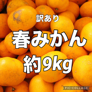 ②春みかん　小玉　約9kg　訳あり　愛媛県産　みかん　地域限定配送です　商品説明お読みください