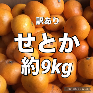 ⑤箱込み重量約9kg　訳あり　せとか　愛媛県産　みかん　地域限定配送です　商品説明お読みください