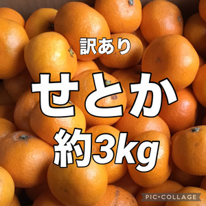 ⑤箱込み重量約3kg　訳あり　せとか　愛媛県産　みかん　地域限定配送です　商品説明お読みください