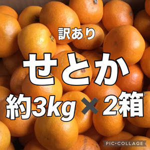 ⑨箱込み重量約3kgを２箱　計6ｋｇでお届け　訳あり　せとか　愛媛県産　みかん　地域限定配送です　商品説明お読みください 送料無料