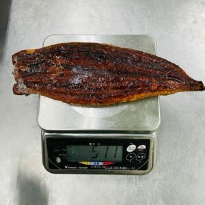 特大サイズうなぎ蒲焼き　5kg　約10尾 　数2