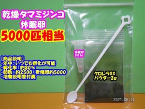 【送料無料】◆激安◆タマミジンコ乾燥休眠卵◆約2500粒◆約5000匹・0.01ｇ◆培養キット◆ 