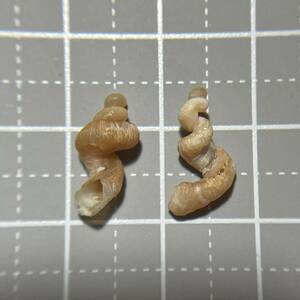 { ear zgai} shell shell specimen ... shell specimen shell specimen ... body animal .. pair . collection .....