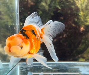 極上フンタン 東錦 ３歳魚 オス 即戦種魚 