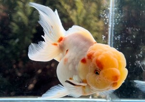 極上フンタン 東錦 ３歳魚 メス 即戦種魚 