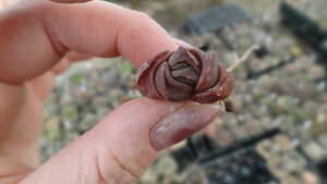 多肉植物　ハオルチア　ドラゴンボール