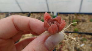多肉植物　ハオルチア　オブツーサ錦　ピンクのマリン