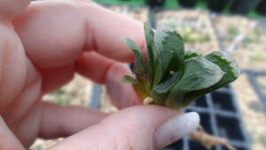 多肉植物　ハオルチア　静鼓錦