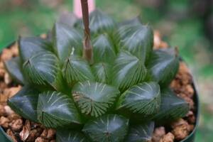 多肉植物　ハオルチア　天津I