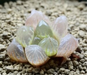 多肉植物　ハオルチア　光るオブツーサ