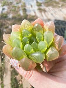 多肉植物　ハオルチア　特撰美窓ピリフェラ