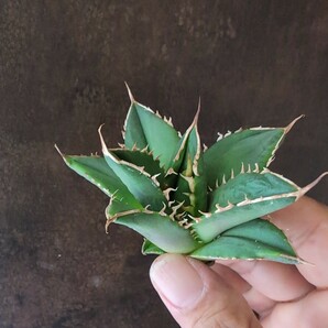 【AGAVE TITANOTA 白嵐】アガベ チタノタ 子株の画像4