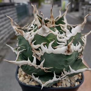 【AGAVE TITANOTA 白嵐】アガベ チタノタ 子株の画像2