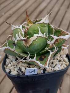 【AGAVE TITANOTA ノーネームブツブツ】アガベ　チタノタ　子株