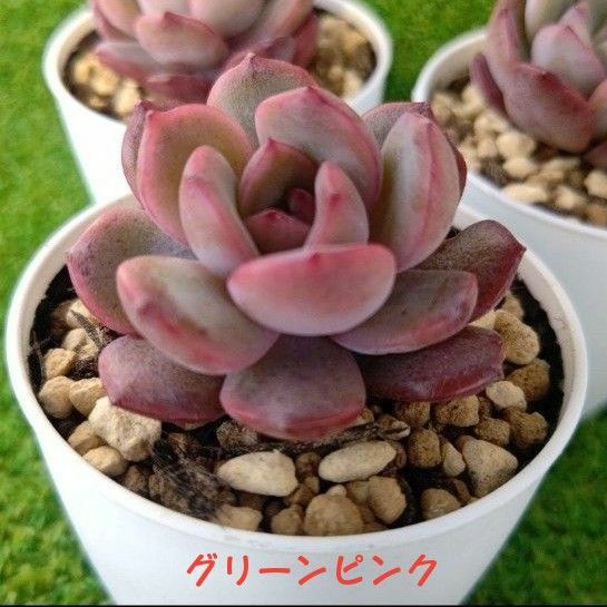 グリーンピンク・韓国苗・多肉植物