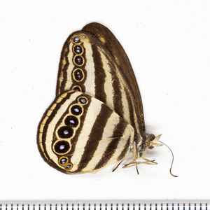[ не выставка .* насекомое образец ]No.7ruzoniasima Janome образец [ покупка всего 3000 иен и больше бесплатная доставка!!]From Finch