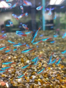  neon Tetra 50 pcs 