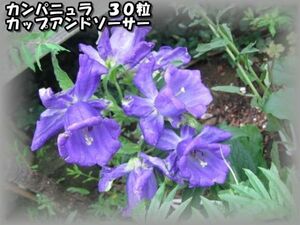 カンパニュラ カップアンドソーサー 30粒 花の種 2023年採種 202314