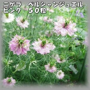 ニゲラ/クロタネソウ ペルシャンジュエル ピンク 50粒 花の種 2023年採種 202355