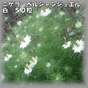 ニゲラ/クロタネソウ ペルシャンジュエル 白 50粒 花の種 2023年採種 202354