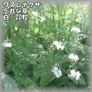 ワスレナグサ/忘れな草/勿忘草 白 20粒 花の種 2023年採種 202327