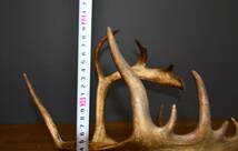 EY2-43 現状品 トナカイの角 標本 剥製 オブジェ インテリア 幅約48㎝×奥行約31㎝×高さ約40㎝ 約総重量：約1.3kg | 詳細不明 保管品_画像9