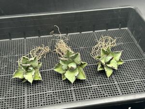 【輝泊園】【期間限定-3株セット】多肉植物アガベ チタノタ ブラックアンドブルー Agave titanota black & blue BB ②