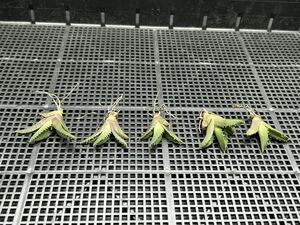 【輝泊園】【期間限定-セット5株】多肉植物　アガベチタノタ　魔丸子株　陽炎 超強棘 極上株 激レア【本物保証、偽物なら10倍罰金】　②