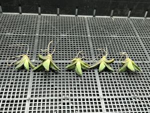 【輝泊園】【期間限定-セット5株】多肉植物　アガベチタノタ　魔丸子株　陽炎 超強棘 極上株 激レア【本物保証、偽物なら10倍罰金】　⑤