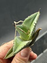 　【輝泊園】【期間限定-5株セット】多肉植物 アガベ チタノタ パンサー　貴重株　希少株　④_画像4