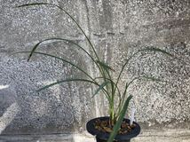 中国春蘭 【虎蕊荷】 3本立 花芽付き　葉長は約53cm【春蘭、寒蘭、長生蘭、万年青、中国蘭、山野草、東洋蘭】_画像3